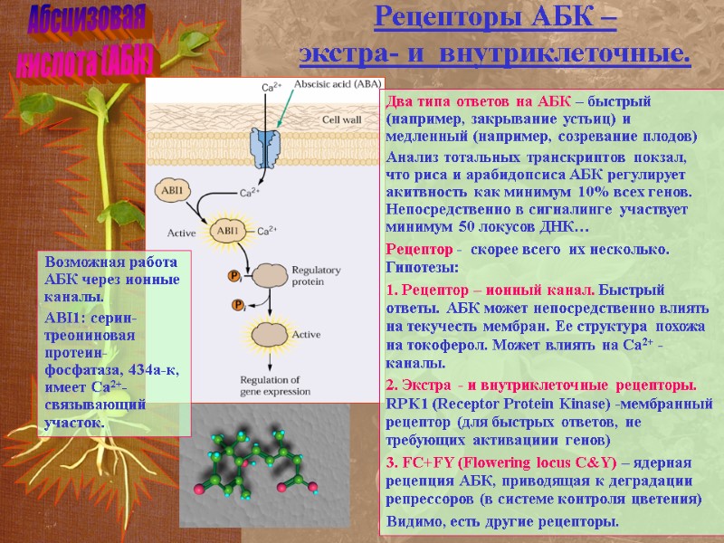 Абсцизовая кислота (АБК) Рецепторы АБК –  экстра- и  внутриклеточные.  Два типа